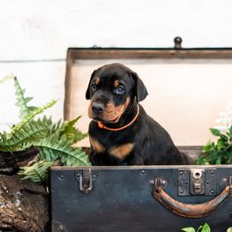 Doberman Pinscher Puppies from Imperium Dobermann Kennel