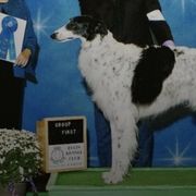 Borzois from Berkshyr Borzoi