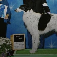 Borzois from Berkshyr Borzoi