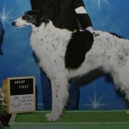 Borzois from Berkshyr Borzoi