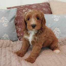 Mocha - Apricot female Goldendoodle puppy in Atlanta, Georgia from Cedarcrest Goldendoodles