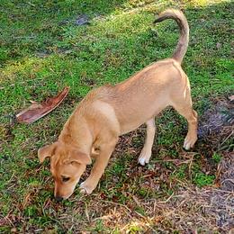 Carolina Dog Puppies from Carolina Dogs Of The Forgotten Coast