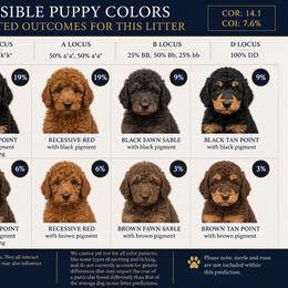 Poodle puppies from Impressive Cartwright Standards