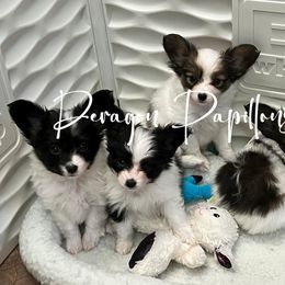 Papillon Puppies from Deragon Papillons