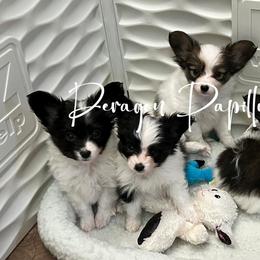 Papillon Puppies from Deragon Papillons