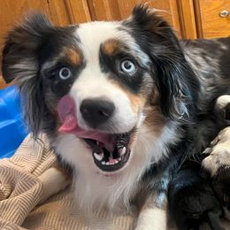 Chloe - Miniature Australian Shepherd