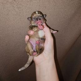 Girl 1 SC - Merle female Chihuahua puppy in Meridian, Oklahoma from Crazy Love Kennels