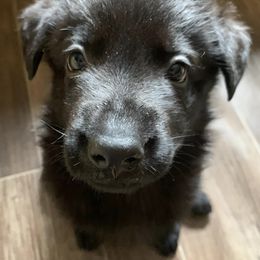 German Shepherds from Forest Shepherd