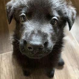 German Shepherds from Forest Shepherd