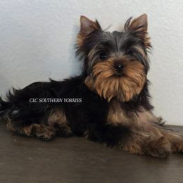 GREEN - Black and gold male Yorkshire Terrier puppy in Grand Terrace, California from CLC SOUTHERN YORKIES