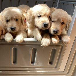 Golden Retriever Puppies from Hearth & Homestead