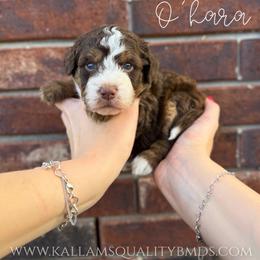 O'hara - Brown and white female Bernedoodle puppy in Owasso, Oklahoma from Kallams Bernedoodles & Bernese Mountain Dogs