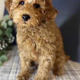 Cavapoos, Goldendoodles, and Poodles from Dune Pack Doodles and Poodles