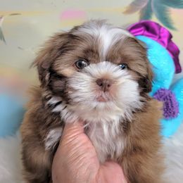 Boy 1 - Liver male Shih Tzu puppy in Buda, Texas from Vickie's Shih Tzus