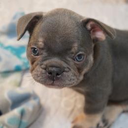 Boy 2 - male French Bulldog puppy in Memphis, Tennessee from Love A Bull Frenchies