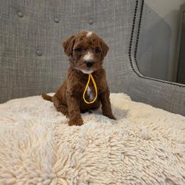 Yellow - Red  female Goldendoodle puppy in Miami, Florida from GoldStar Doodles USA