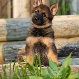 Rumor - Sable female German Shepherd puppy in Linesville, Pennsylvania from Shenango Valley Shepherds