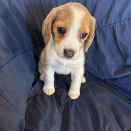 Girl 1 - Blue tan and white female Beagle puppy in New River, Arizona from Desert Mountain Dobermans