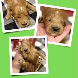 Colt - Apricot male Irish Doodle puppy in Bluefield, Virginia from Love on a Leash