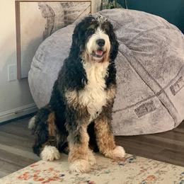 Reggie - Bernedoodle