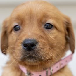 Girl 4 - Dark golden female Golden Retriever puppy in Mayville, Michigan from Redwood Golden Retrievers