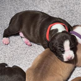 Red collar - Black male American Staffordshire Terrier puppy in Cloverdale, Indiana from Woodshire American Staffordshire Terrier’s