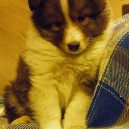 Shetland Sheepdog Puppies from September Morning Shelties