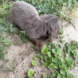 Girl 1 - Fawn (isabella) and tan female Dachshund puppy in Mount Pleasant, Texas from Swaffords Dachshund Kingdom