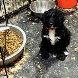 Aussiedoodle Puppies from Little Hawcreek Doodles