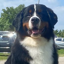 Dublin - Bernese Mountain Dog