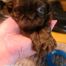 Puppy one - Chocolate male Shih Tzu puppy in Belleville, Michigan from Patricia's Heavenly Earth Angels