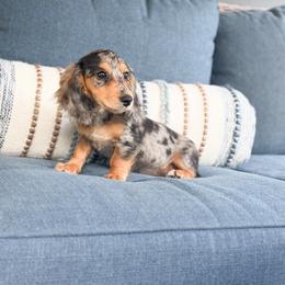 Sadie - Dapple female Dachshund puppy in Salters, South Carolina from Long-Pine Dachshund