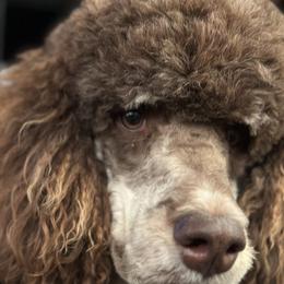 Ziggy - Poodle