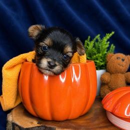 Oogie - Parti male Yorkshire Terrier puppy in Jacksonville, Florida from Yorktown Yorkies