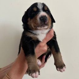 Drake - Black white and tan male Entlebucher Mountain Dog puppy in Poway, California from Mont Blanc