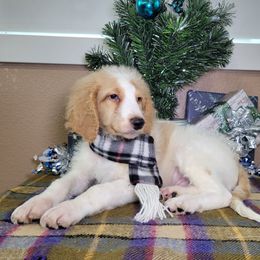 Snickers - Parti male Goldendoodle puppy in Grabill, Indiana from Rose's Doodles