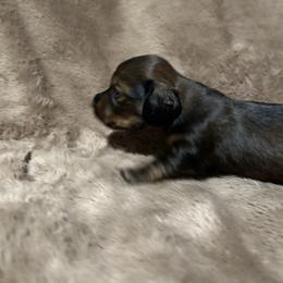 Girl 2 - Brindle female Dachshund puppy in Buchanan, Georgia from Kiser Creek Dachshunds