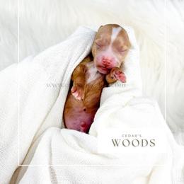 W O O D S - Red  male Goldendoodle puppy in Cedar City, Utah from Cedar Doodles- Home of the Teddybear Goldendoodle
