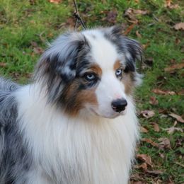 Paxton  - Australian Shepherd