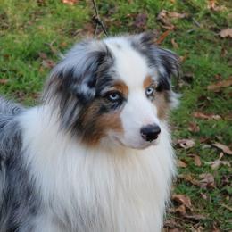 Paxton  - Australian Shepherd