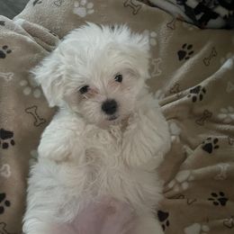 Companion Crosses and Maltese from For The Luv of Pawz