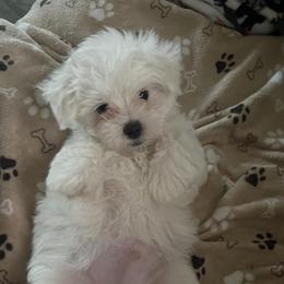 Companion Crosses and Maltese from For The Luv of Pawz