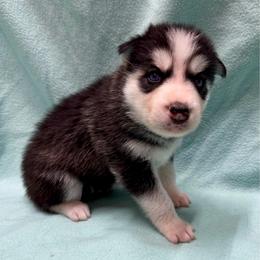 Lumi - Black and white female Siberian Husky puppy in Columbus, Nebraska from Happy Howlin' Smokey Mountain Huskies