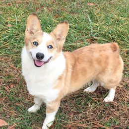 Zuzu - American Corgi