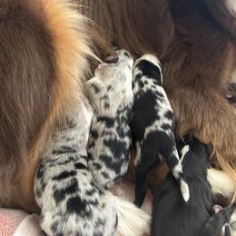 Miniature Australian Shepherd and Toy Australian Shepherd Puppies from Hailey's Miniature Australian Shepherds