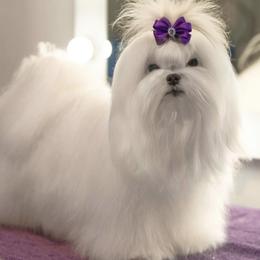 Maltese puppies from Top Shepherd - Snow Angels Bichon Frisé, Maltise, toy Poodles.