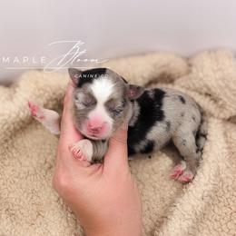 Girl 1 - Blue merle female Miniature Australian Shepherd puppy in Glen Rose, Texas from Maple Bloom Canine Co.
