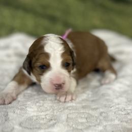 Juliet - female Australian Mountain Doodle puppy in Lincoln, Nebraska from GRand Doodles