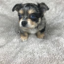 Chihuahua Puppies from Kim's Chi babies from Place of Grace