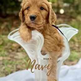 Goldendoodle Puppies from Ruby Pupper Doodles